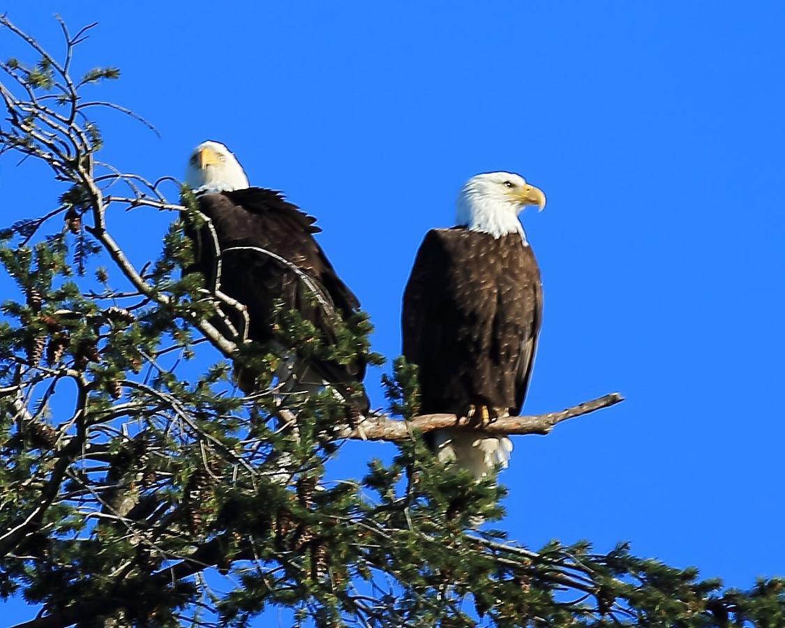 Glen Lyon Inn Port Hardy Esterno foto